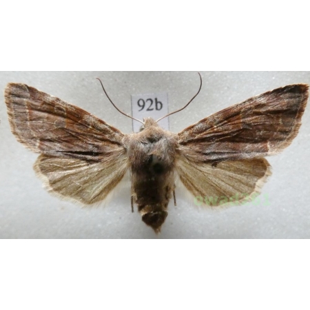 Orthosia incerta (Hufnagel, 1766) Czech92b